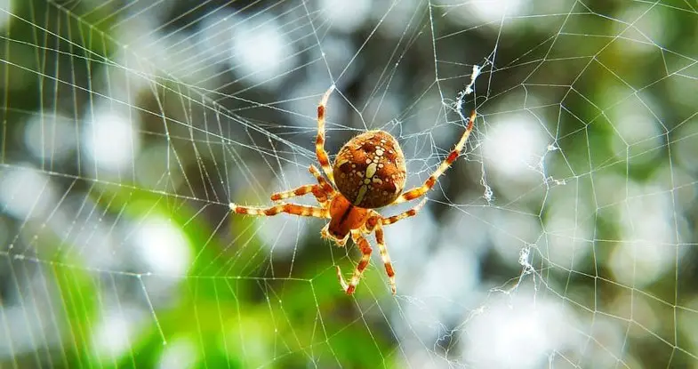 Are spiders attracted to extremely bright lights? 