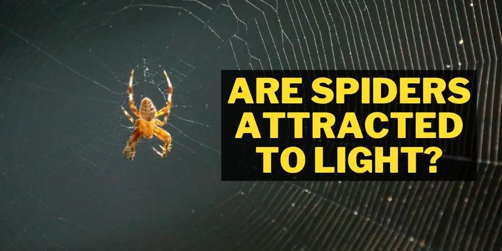 Are spiders attracted to light