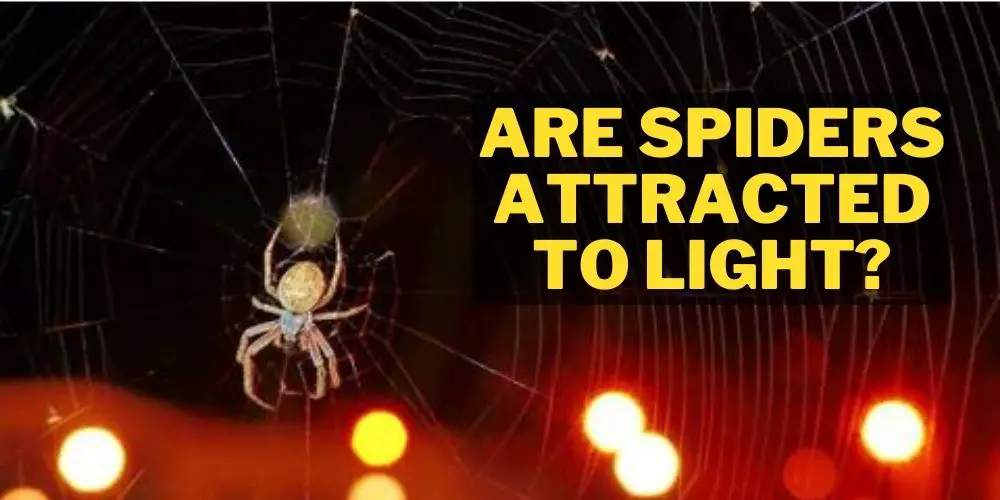 Are spiders attracted to light