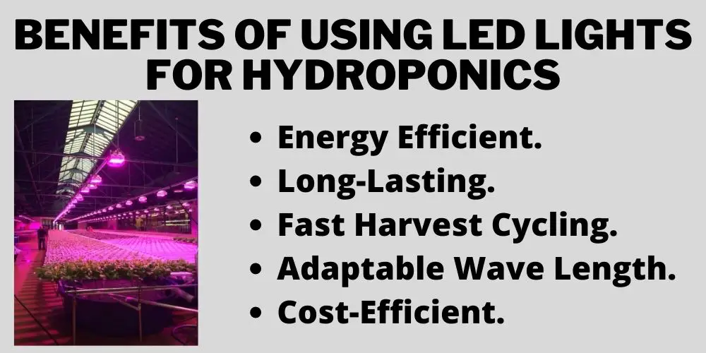 Benefits of Using LED Lights for Hydroponics