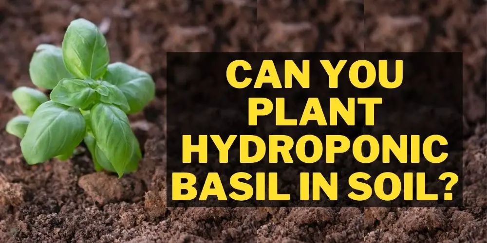 Can You Plant Hydroponic Basil In Soil