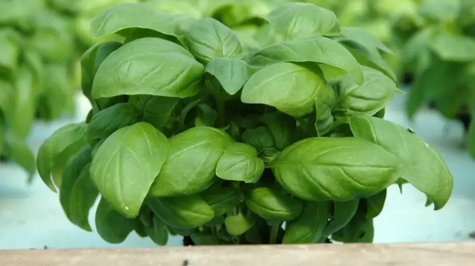 Can You Plant Hydroponic Basil In Soil