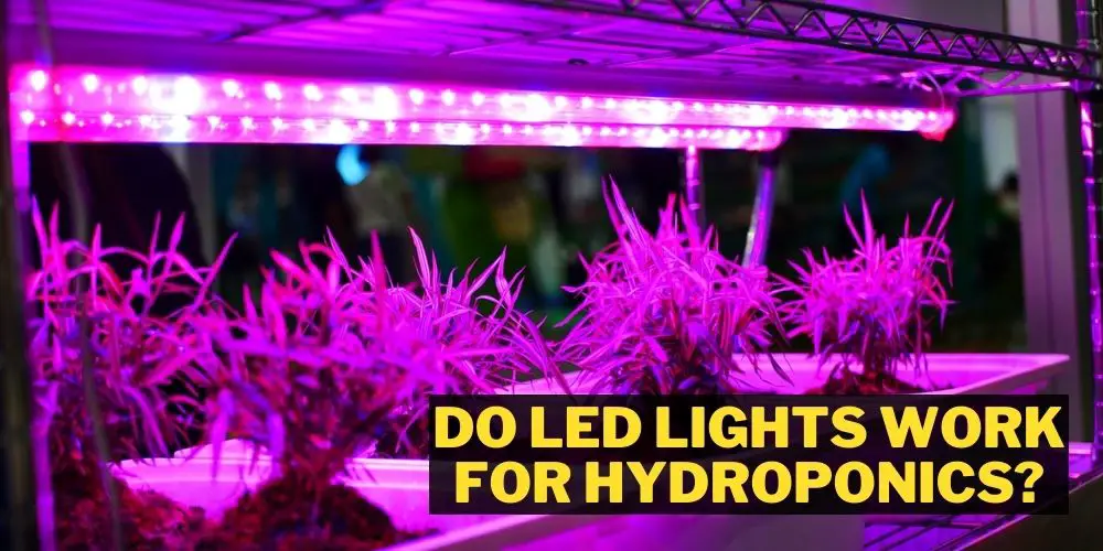 Do LED Lights Work For Hydroponics?