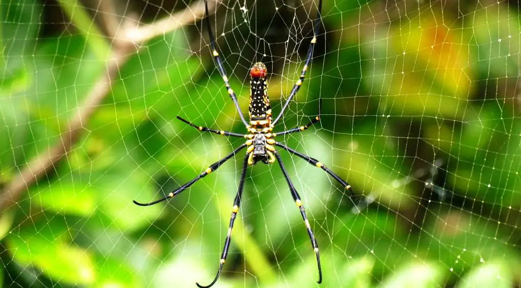 Do specific light colors attract spiders?