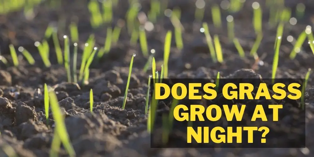 Does grass grow at night?