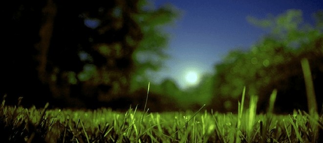 Does grass grow at night? All You Need To Know