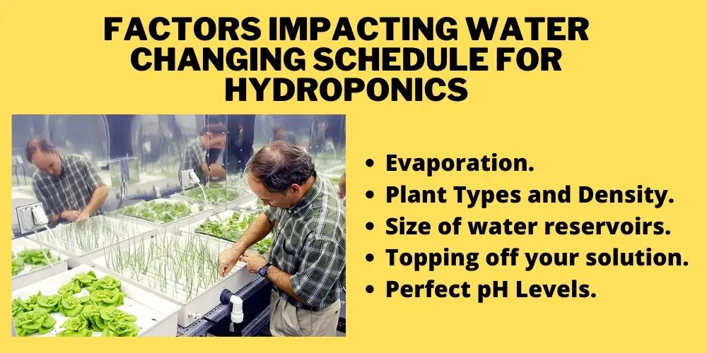 Factors Impacting Water Changing Schedule for Hydroponics