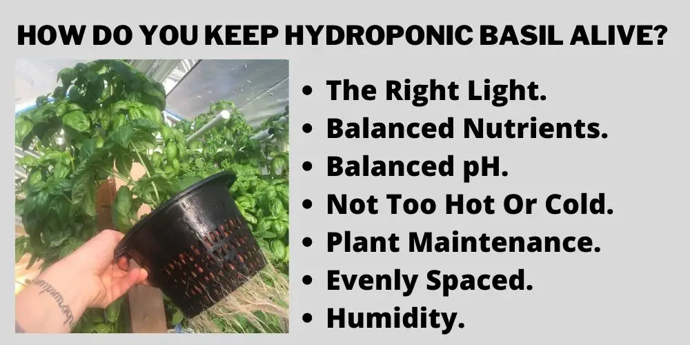 How Do You Keep Hydroponic Basil Alive? 