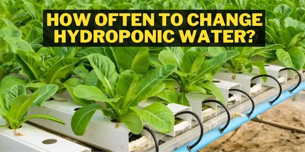 How Often To Change Hydroponic Water