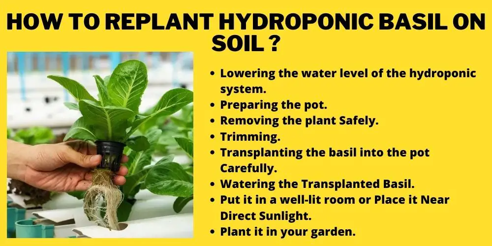 How to Replant Hydroponic Basil on Soil 