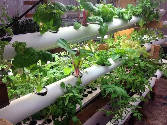 Is PVC Safe For Hydroponics? All you need to know