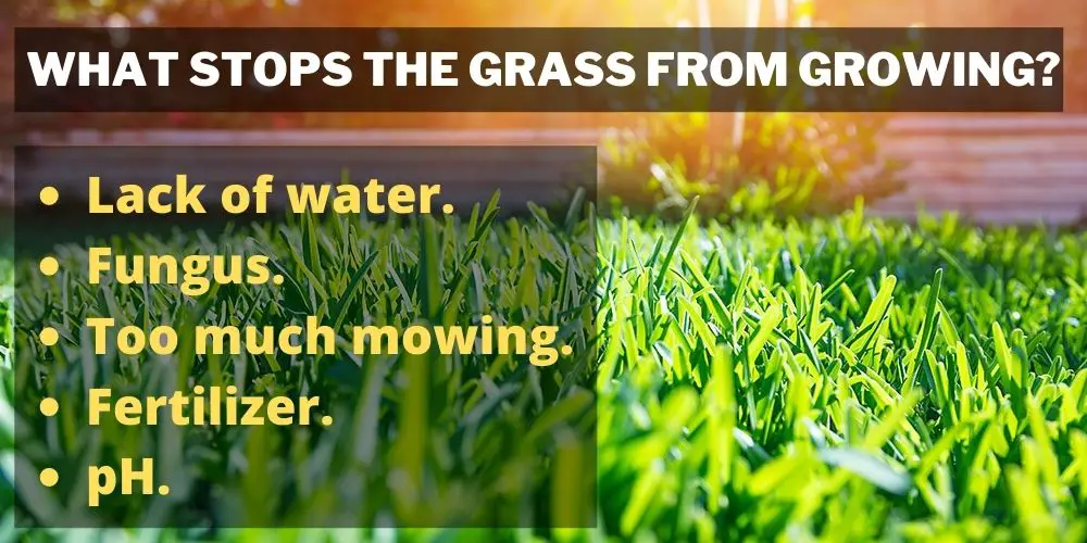 What stops the grass from growing?