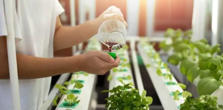 Why Should You Change the Water of Your Hydroponic System?