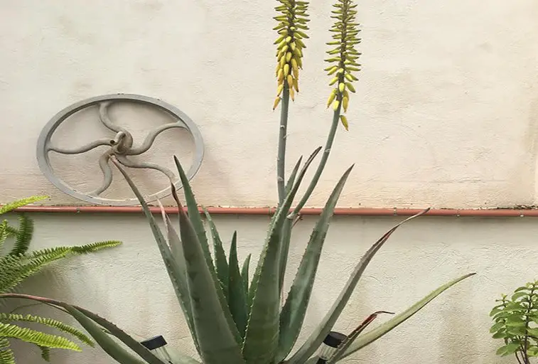 Blooming aloe vera plants