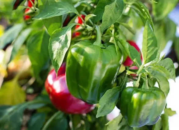 Can I grow bell peppers indoors?