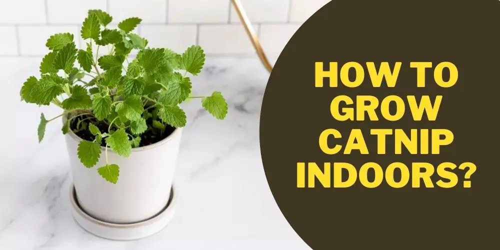 How To Grow Catnip Indoors?