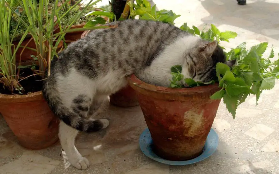 How To Grow Catnip Indoors?