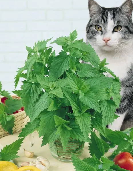 What Is Catnip?