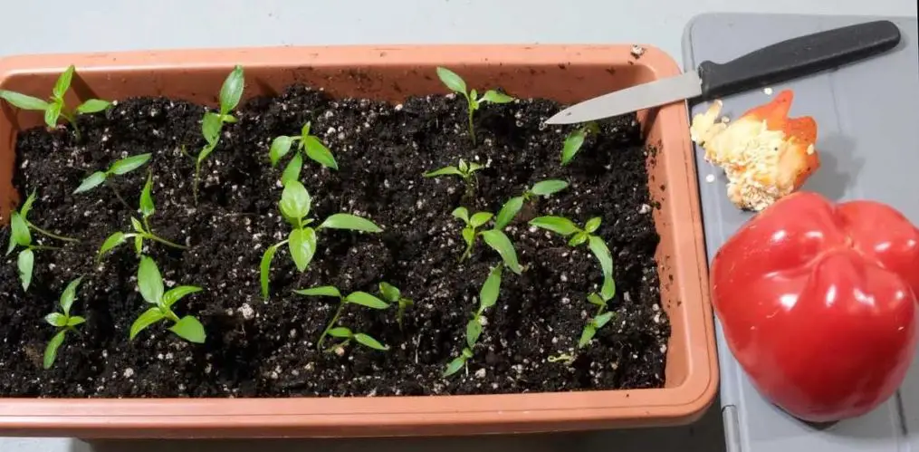 What is the Benefit of Growing Bell Pepper from Scraps?