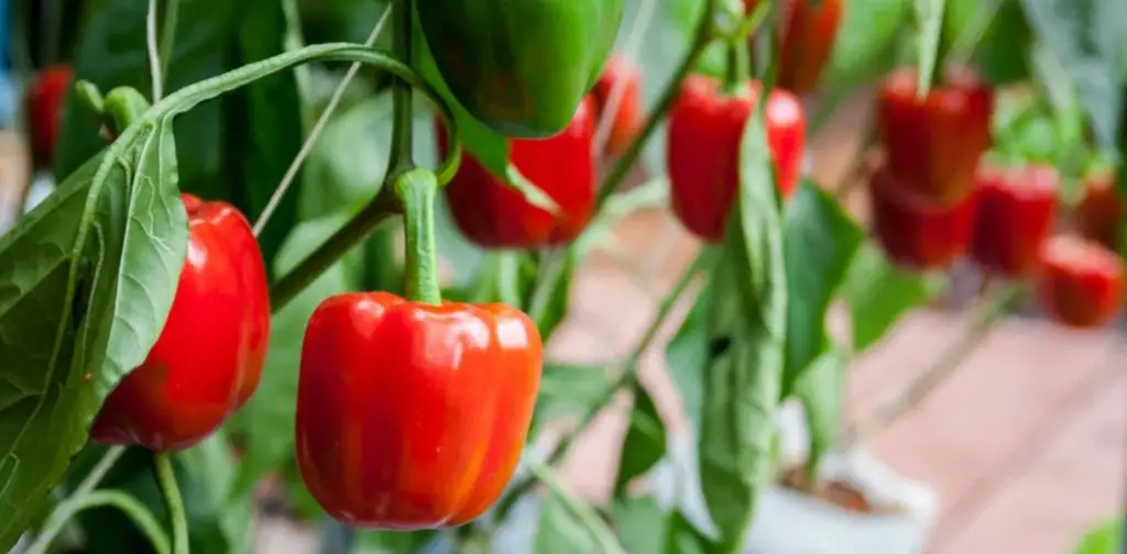 What is the best climate for bell peppers?