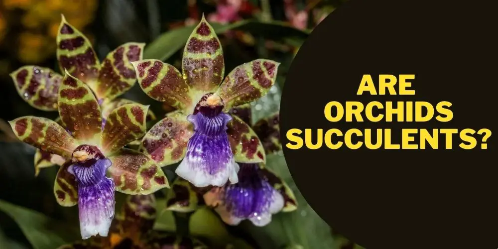 Are Orchids Succulents?