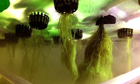 Benefits & Drawbacks of Fogger is Aeroponics?