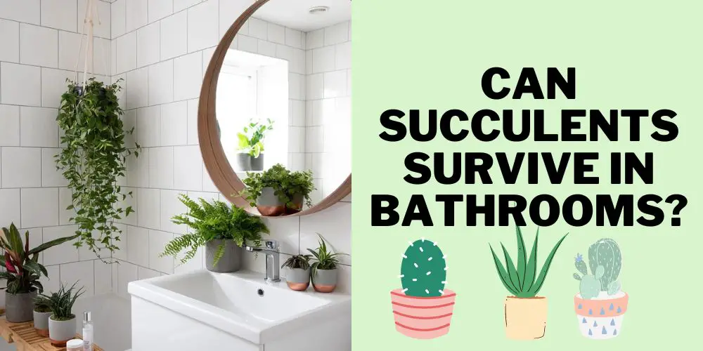 Can Succulents Survive in Bathrooms?