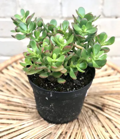 Crassula Ovata (Jade Plant)