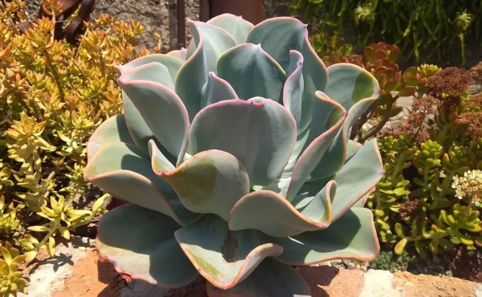 Do Succulents Get Bigger?