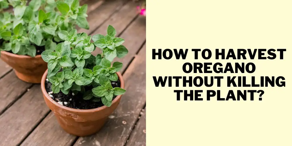 How to Harvest Oregano Without Killing the Plant