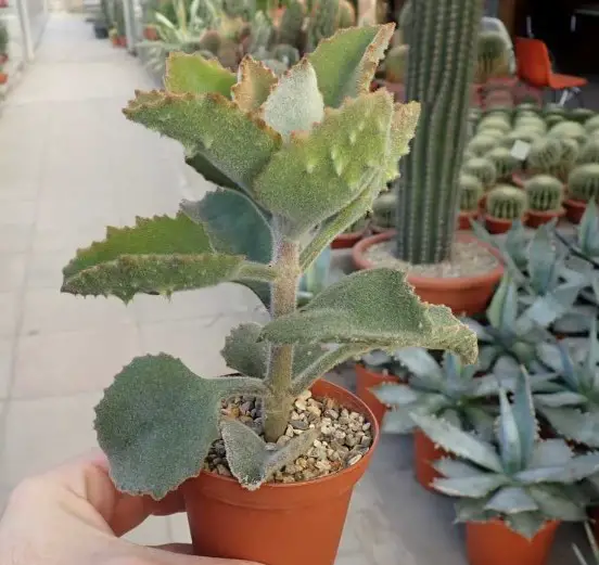 Kalanchoe Beharensis (Felt Bush, Elephant’s Ears)