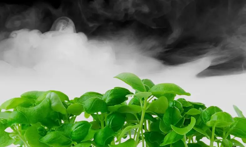 What is a fogger in aeroponics