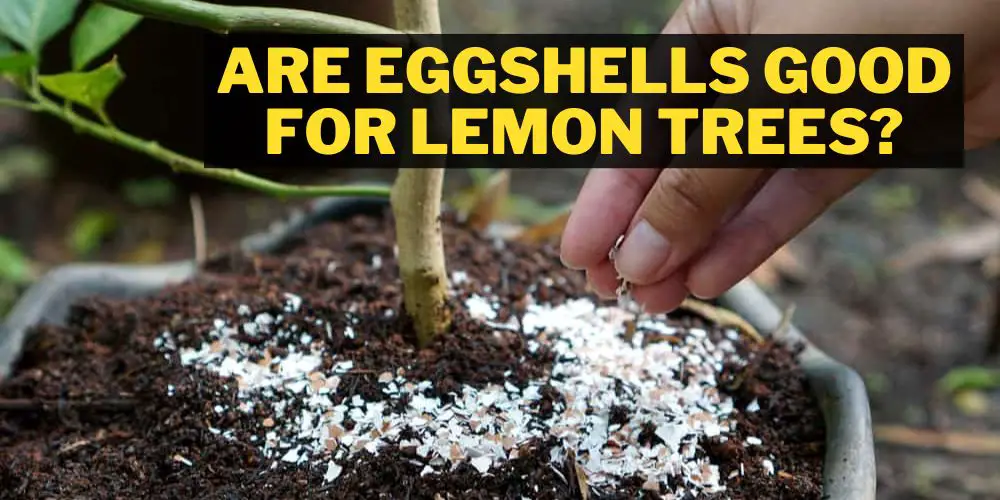 Are Eggshells Good for Lemon Trees?