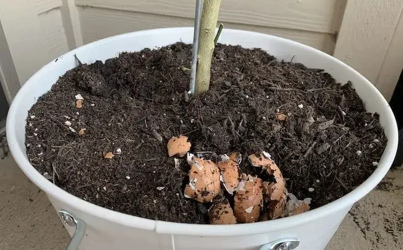 Are Eggshells Good for Lemon Trees