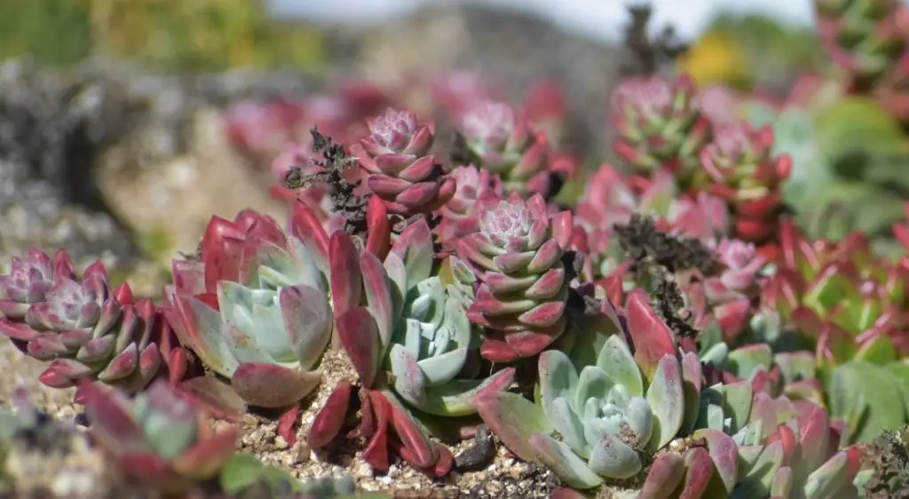 Are Succulent Leaves Turning Red/Stress Bad?