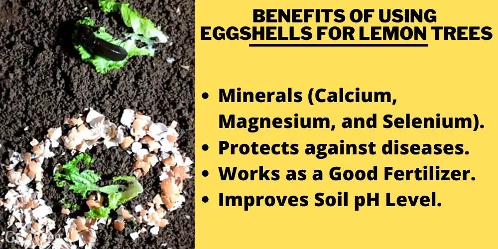 Benefits of Using  Eggshells for Lemon Trees