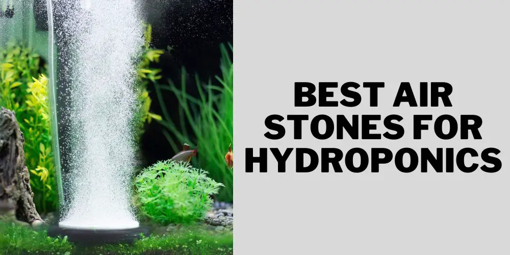 Best air stones for hydroponics