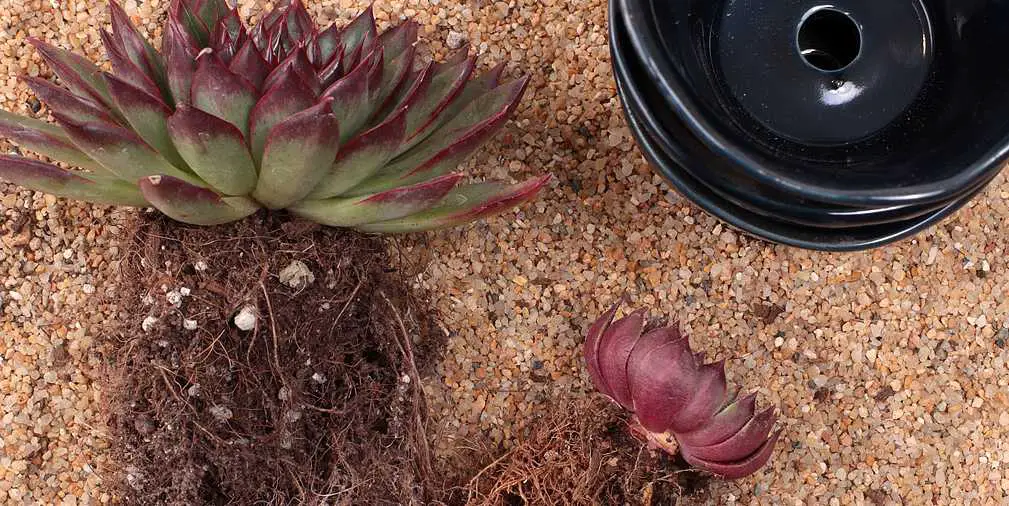 Can I use fine sand for succulents?