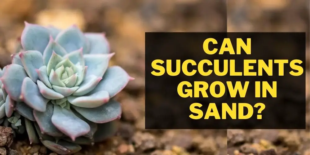 Can Succulents Grow in Sand