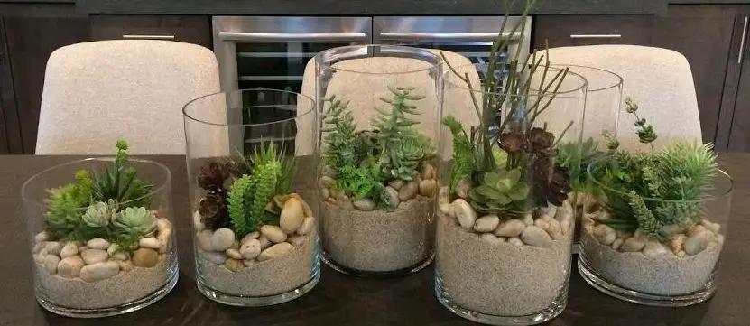 Can Succulents Grow in Sand?