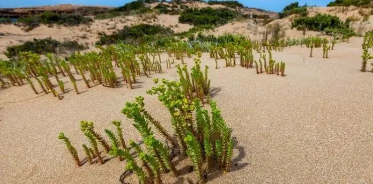 Can Succulents Grow in Sand?