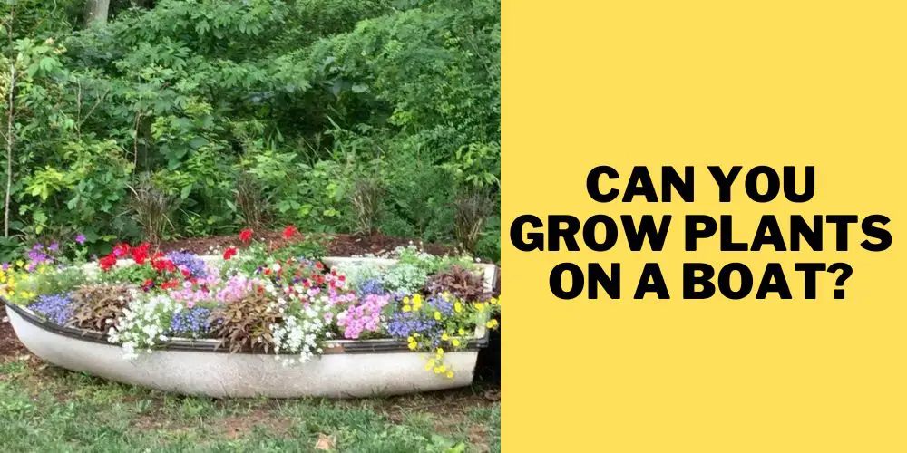 growing plants on a boat