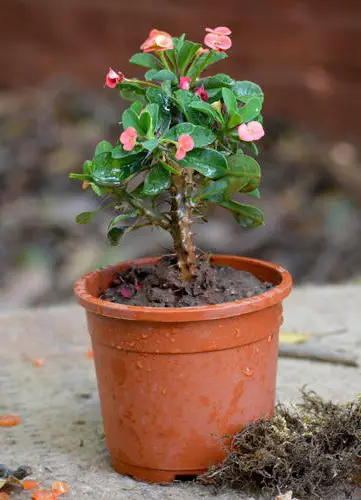 Crown of Thorns (Euphorbia milii)