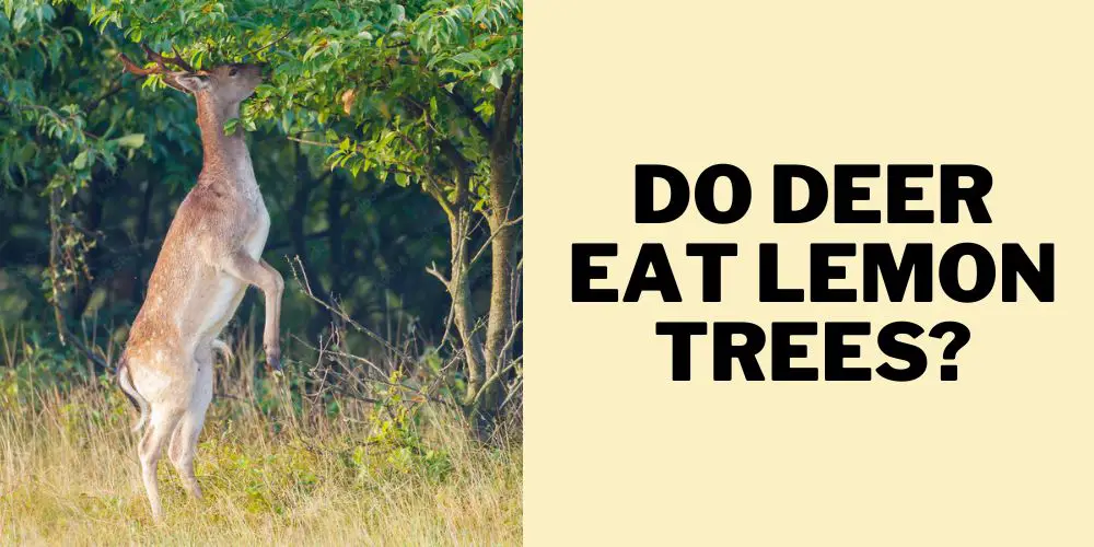 Do deer eat lemon trees