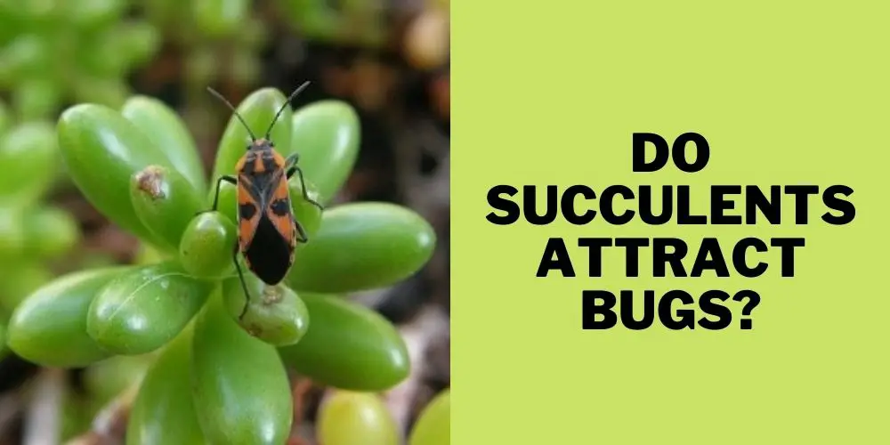 Do succulents attract bugs?