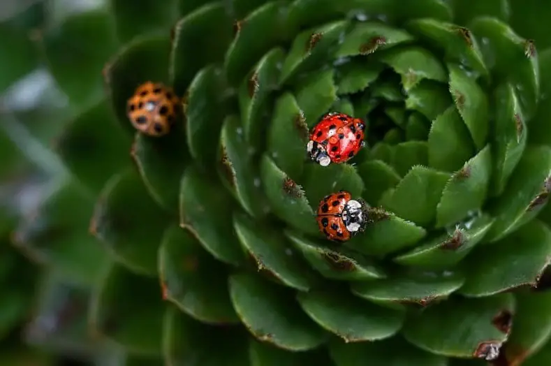 Do succulents attract bugs