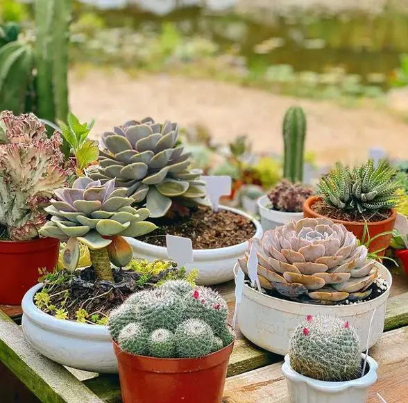 Do succulents need soil or sand?