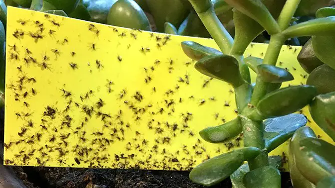 Fungus Gnats on succulents