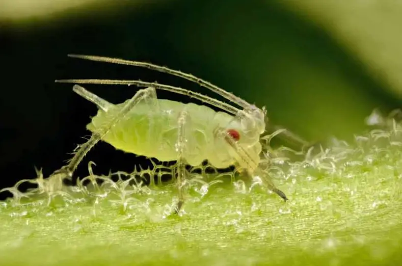 Aphids on succulents