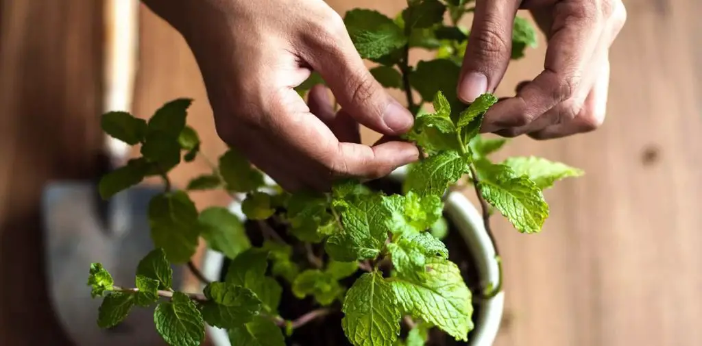 Harvesting Mint without Killing the Plant